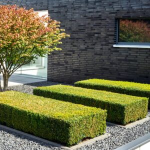 Progettare il verde pensile